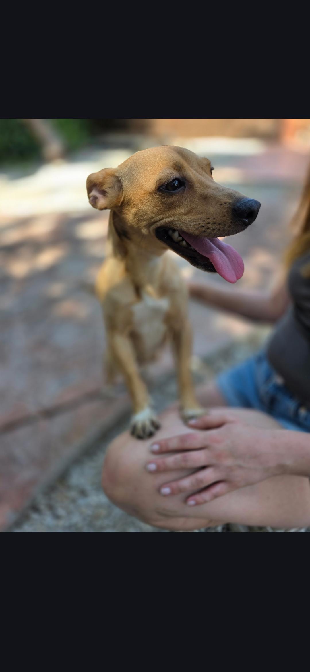 Haley, a ADOPTABLE mixed breed in Miami, FL image 2/3