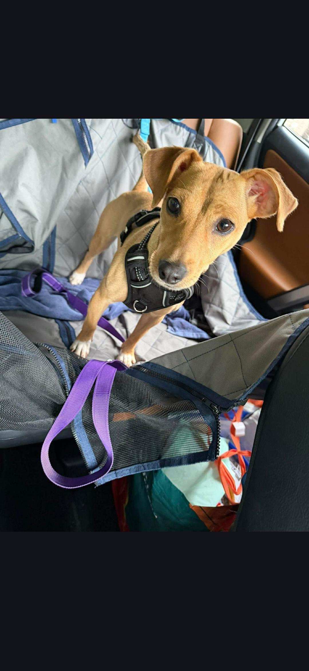 Haley, ADOPTABLE, Young Female Dachshund & Chihuahua.