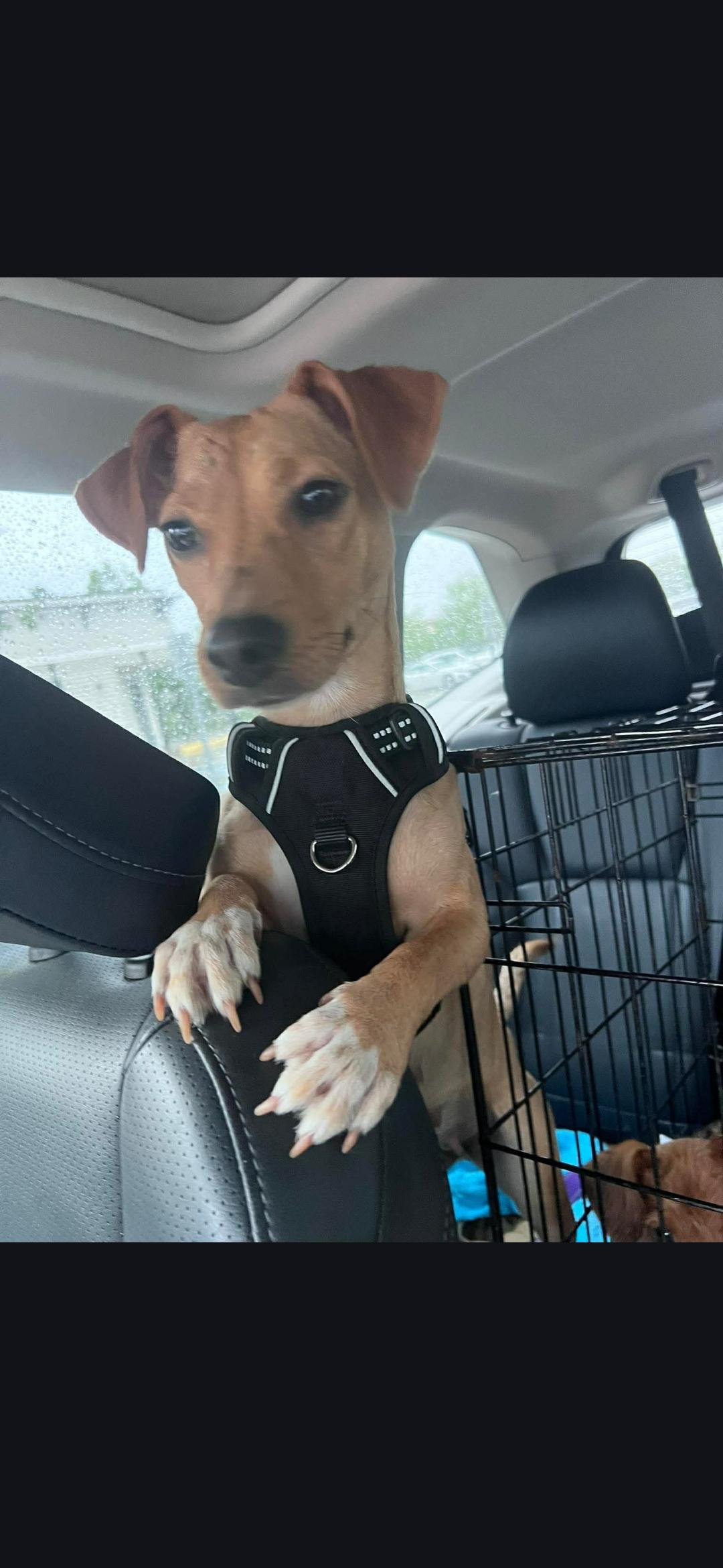 Haley, a ADOPTABLE mixed breed in Miami, FL image 3/3