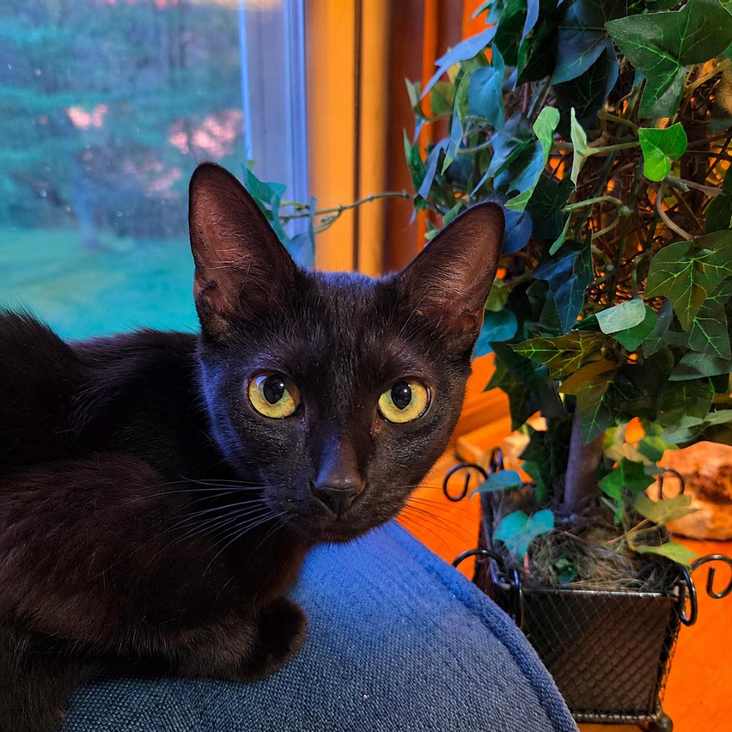 Mama Rizzo, Adoptable, Young Female Domestic Short Hair & Domestic Short Hair.