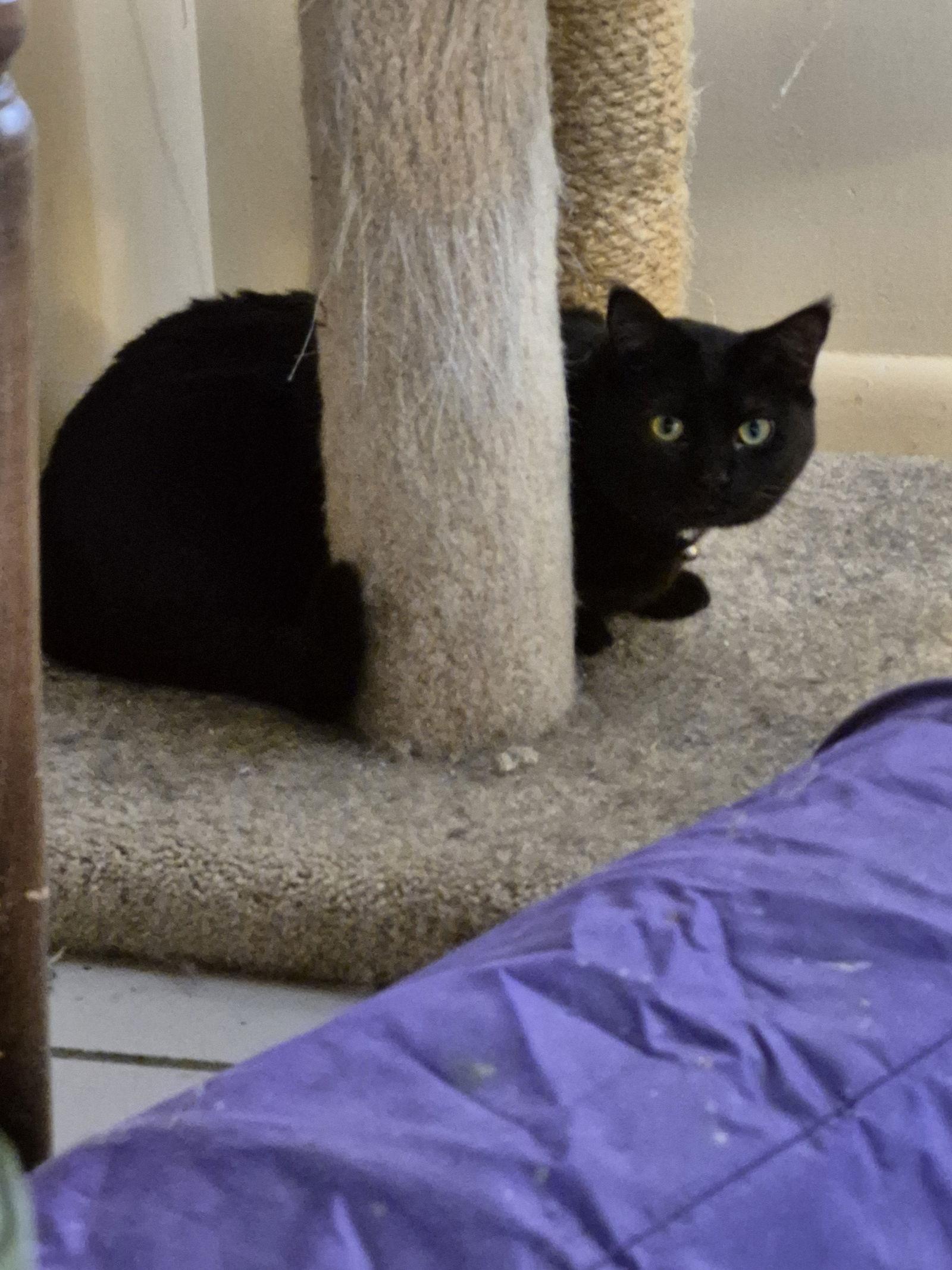 Enlarge Spice, a Adopted Domestic Short Hair in Ocean Pines, MD image 1/1