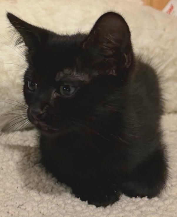 Enlarge Maddie likes dogs, an adopted Domestic Short Hair in Niantic, CT image 3/5