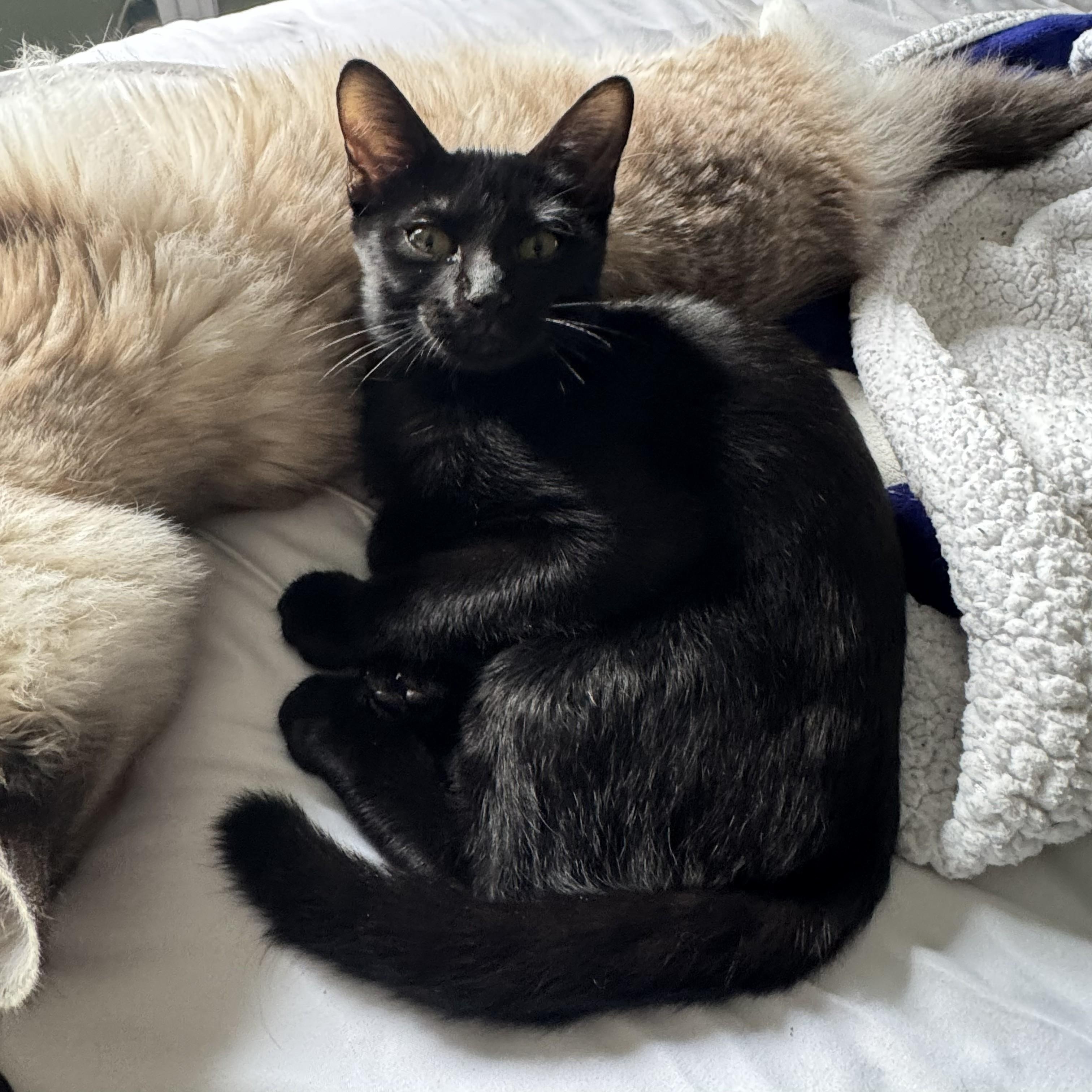 Enlarge Maddie likes dogs, an adopted Domestic Short Hair in Niantic, CT image 4/5