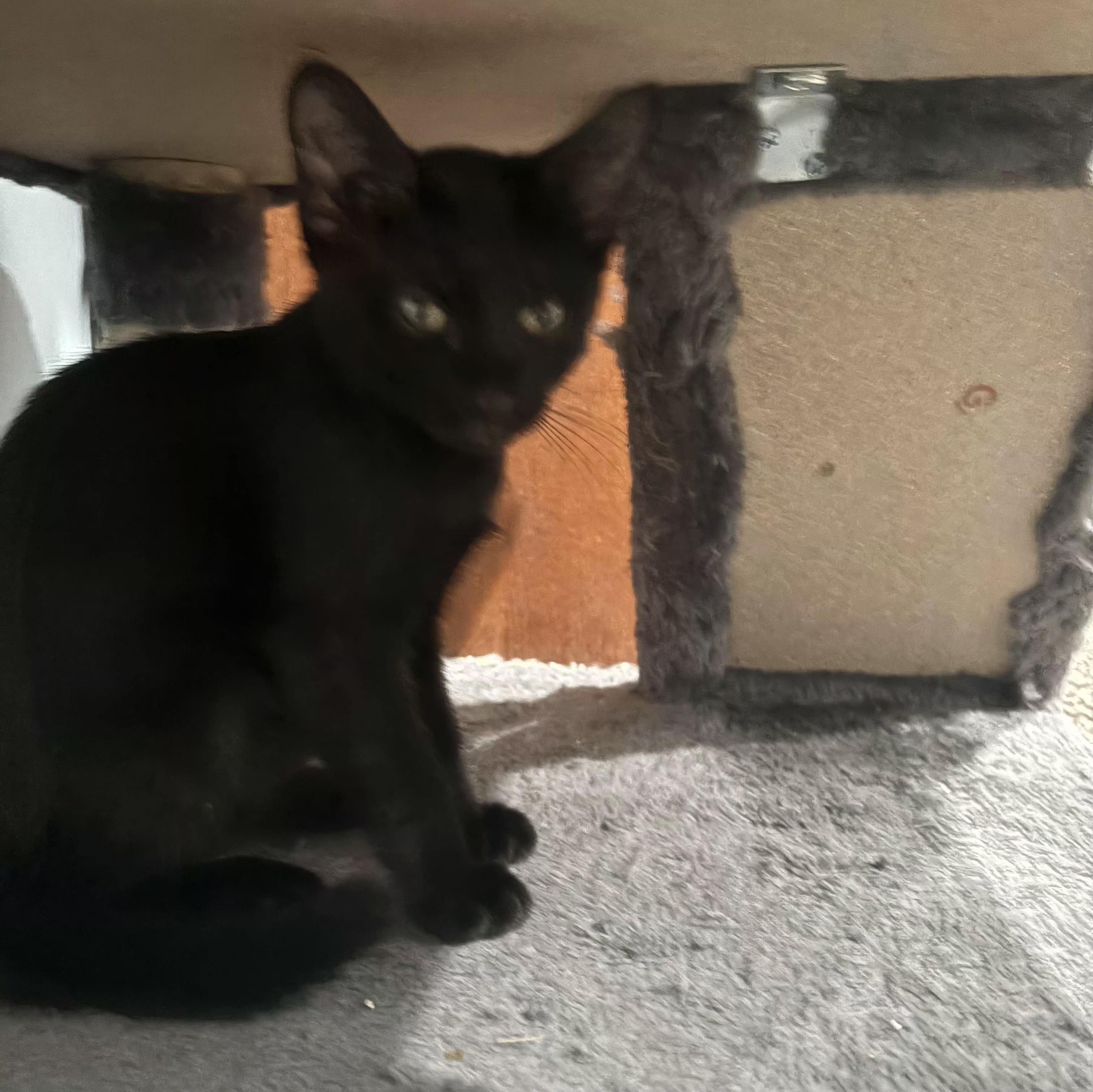 Enlarge Maddie likes dogs, an adopted Domestic Short Hair in Niantic, CT image 2/5