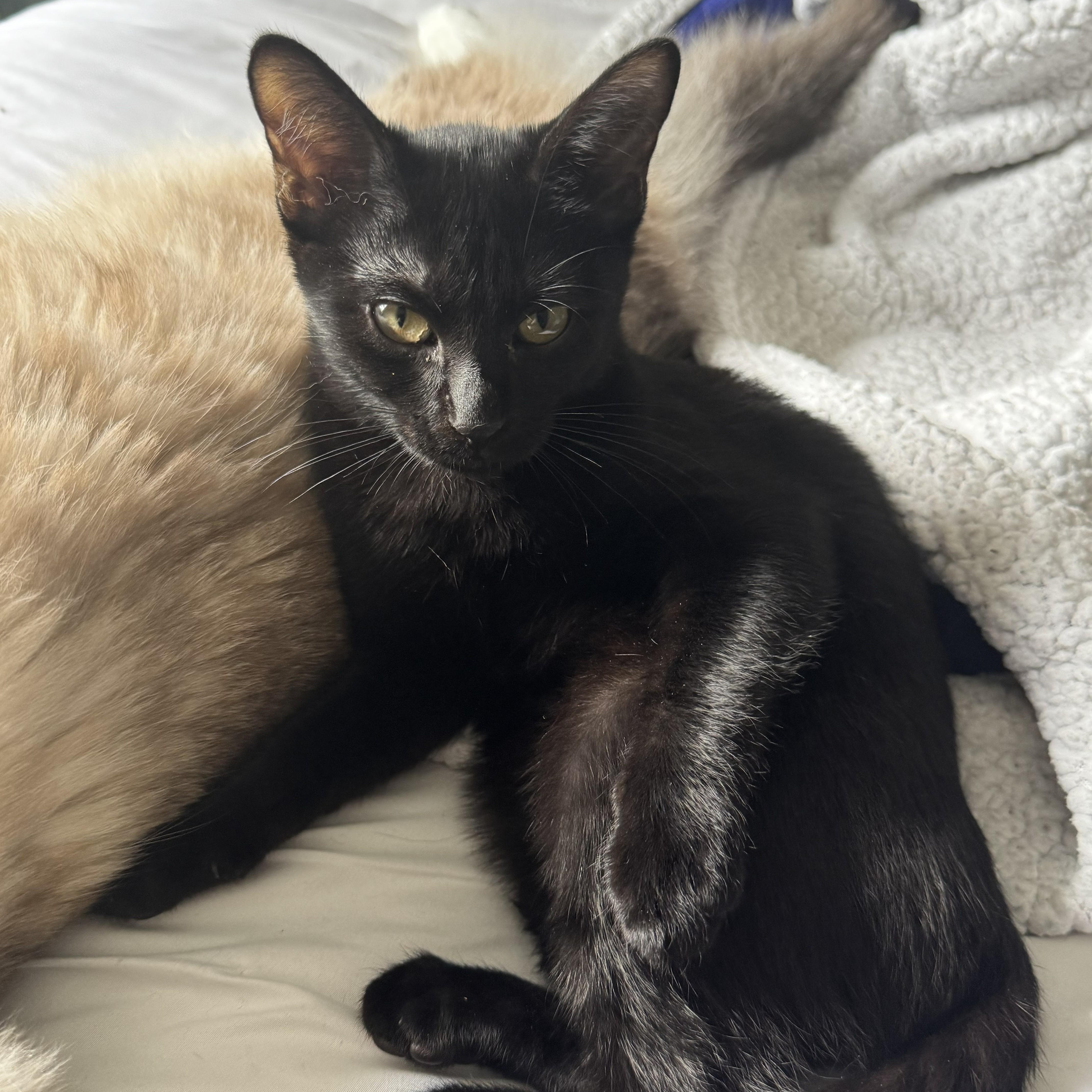 Enlarge Maddie likes dogs, an adopted Domestic Short Hair in Niantic, CT image 5/5