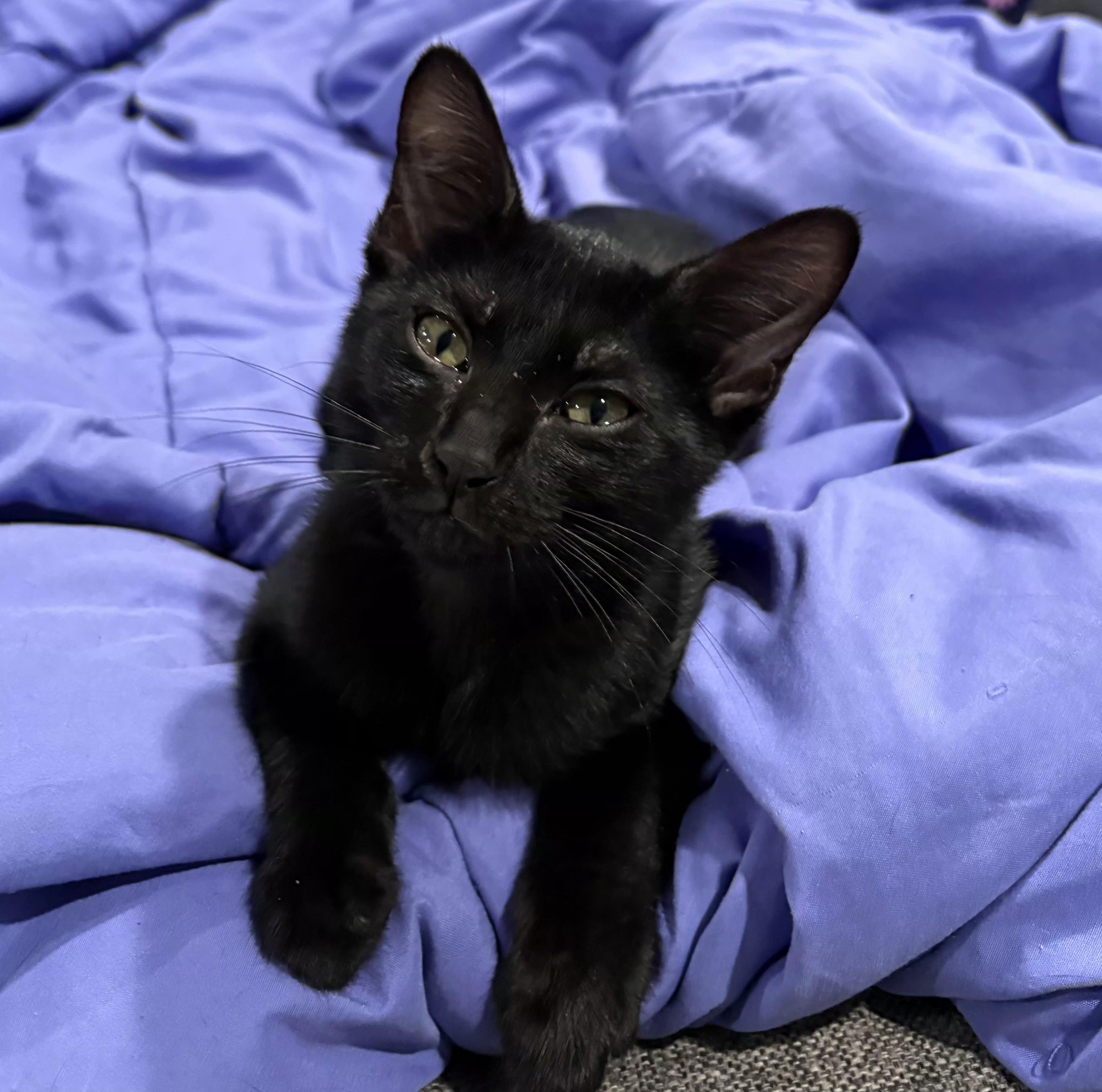 Enlarge Maddie likes dogs, an adopted Domestic Short Hair in Niantic, CT image 1/5