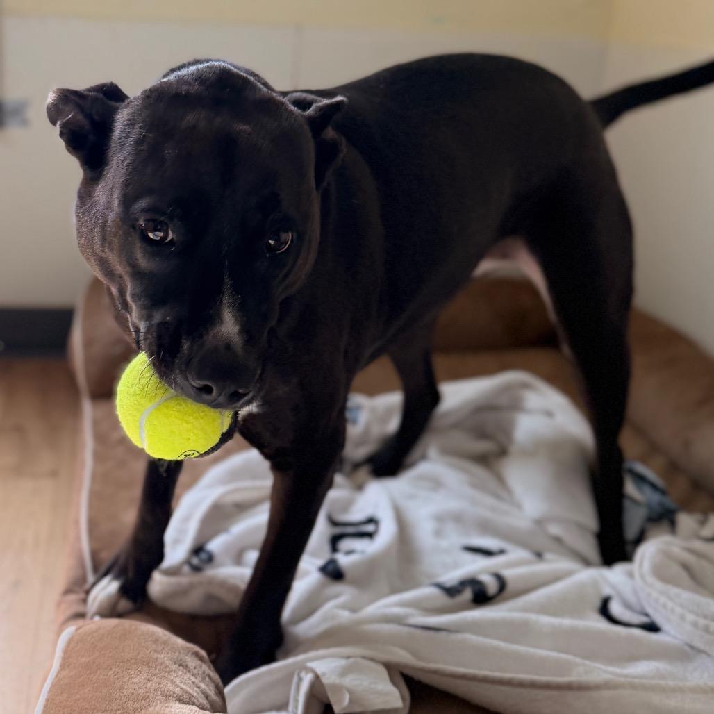 Enlarge Harmony, a Adoptable mixed breed in Tucson, AZ image 1/1