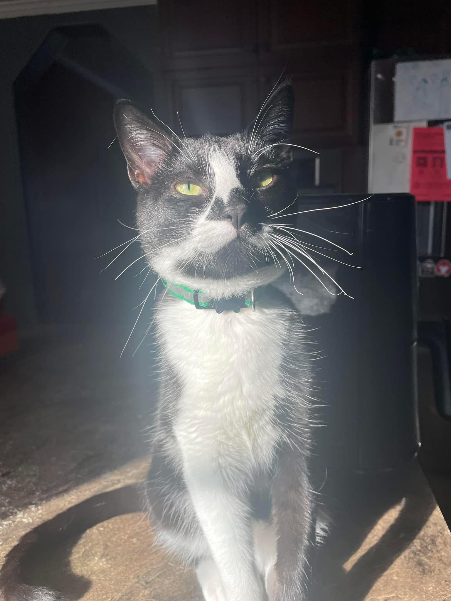 Enlarge Finn, a Adoptable Domestic Short Hair in Tulsa, OK image 1/1