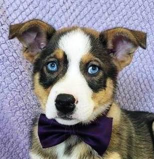 Flame, Baby Male Husky