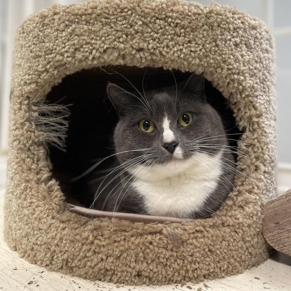 Enlarge Val, a Adoptable Domestic Short Hair in Walden, NY image 1/1