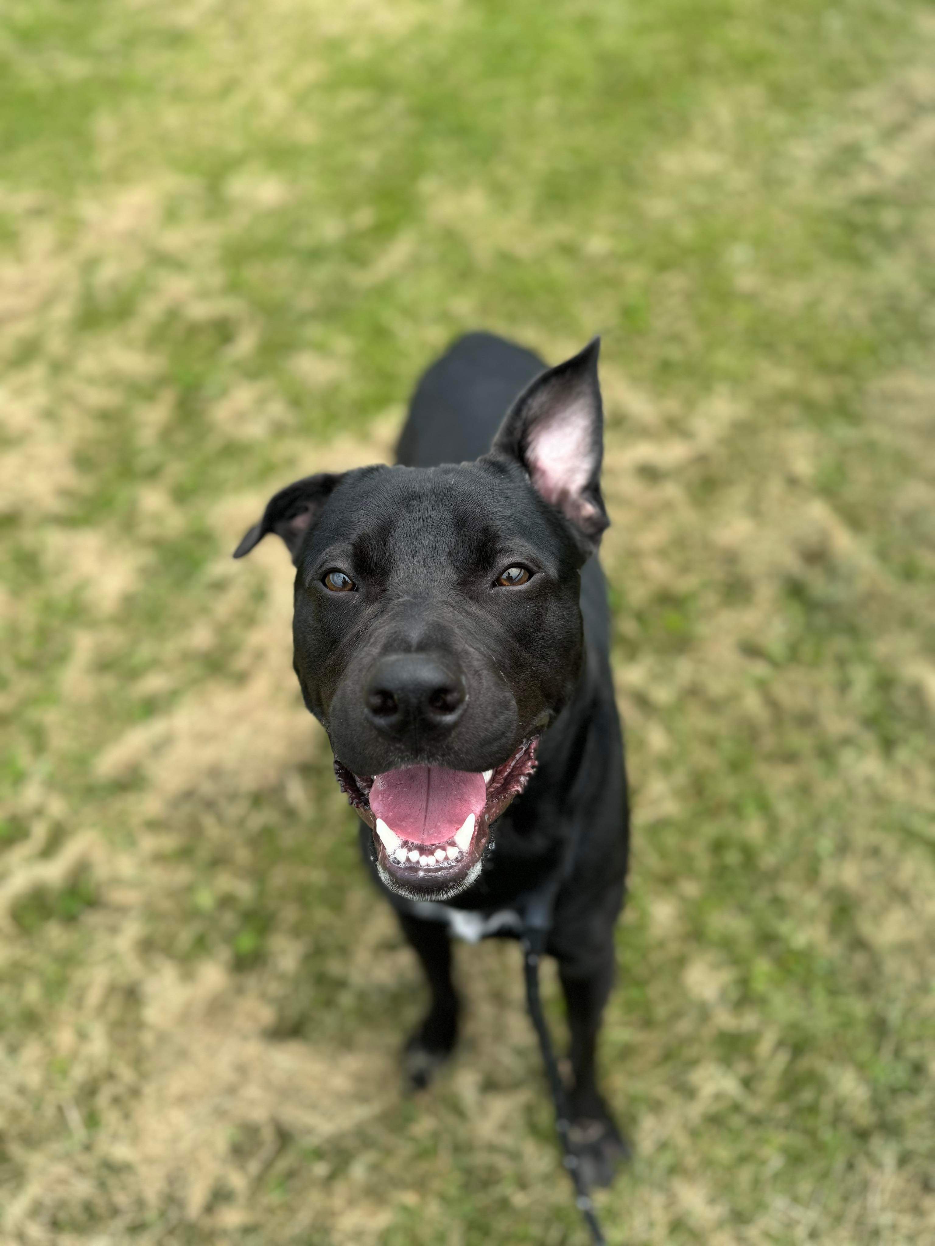 Enlarge Brad, a Adoptable mixed breed in Mechanicsburg, PA image 1/5