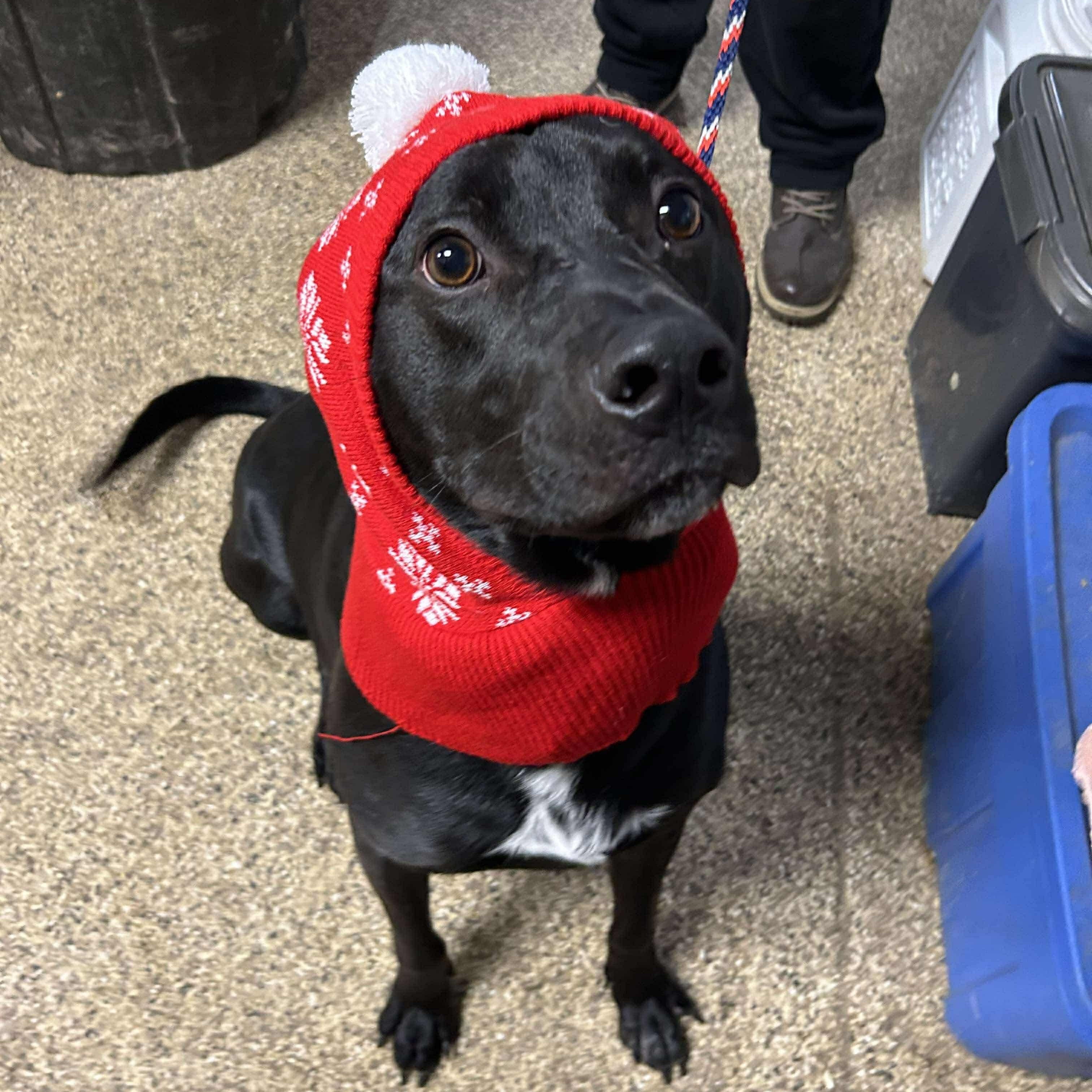 Enlarge Brad, a Adoptable mixed breed in Mechanicsburg, PA image 2/5