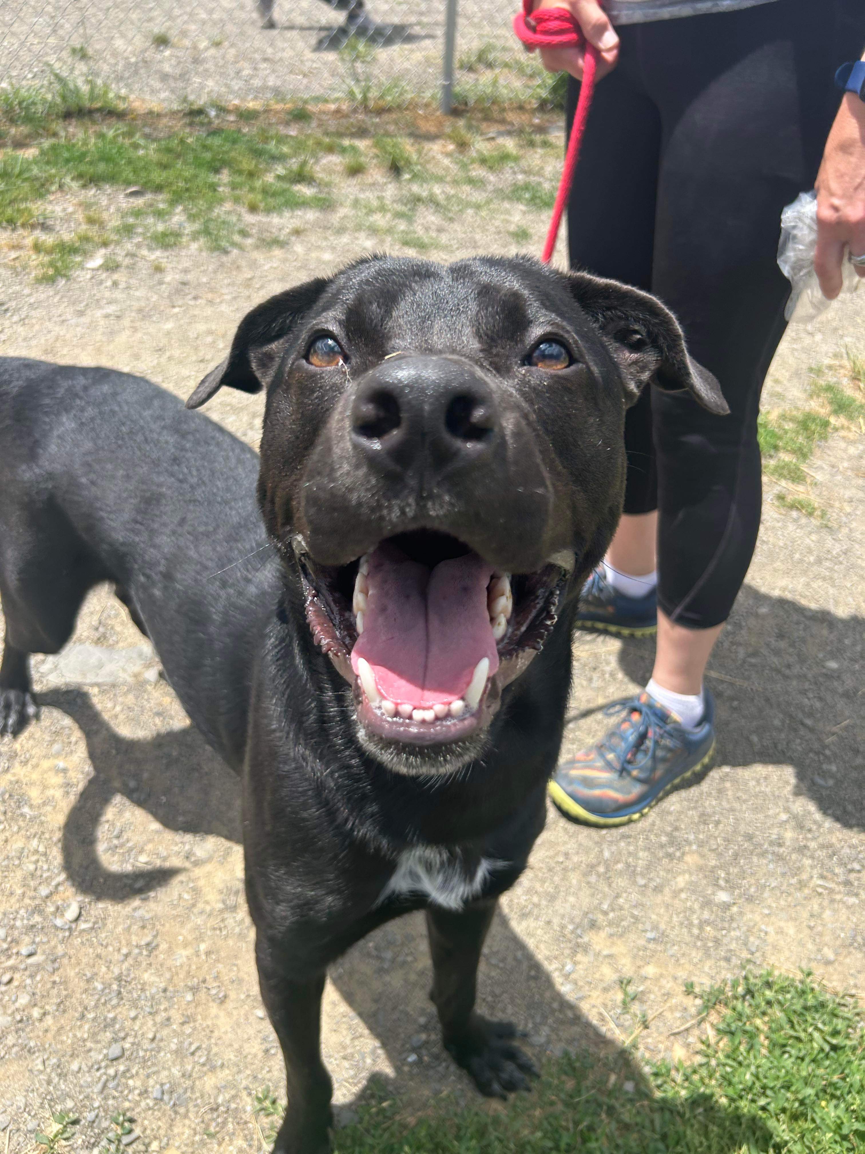 Enlarge Brad, a Adoptable mixed breed in Mechanicsburg, PA image 5/5