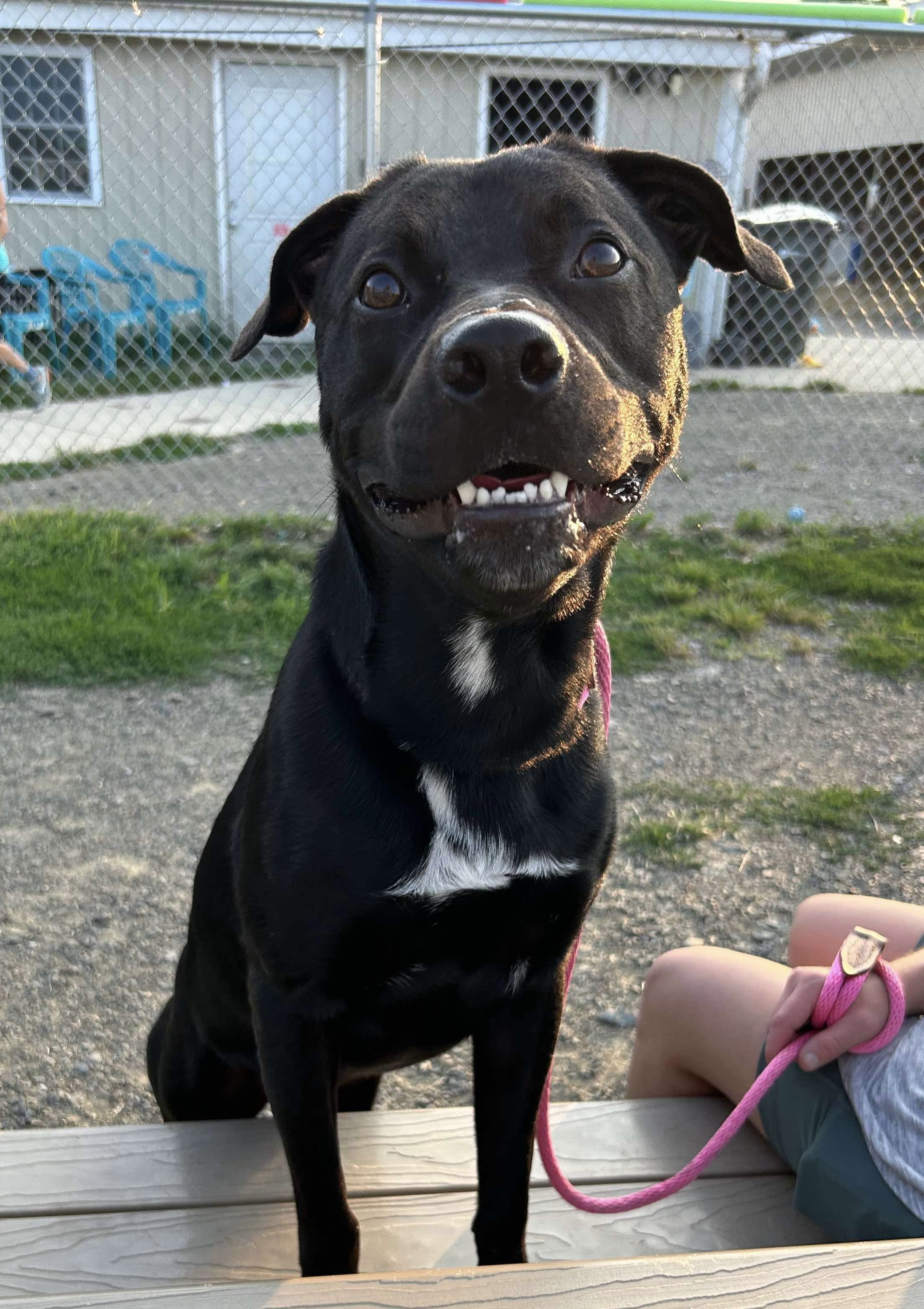 Enlarge Brad, a Adoptable mixed breed in Mechanicsburg, PA image 4/5