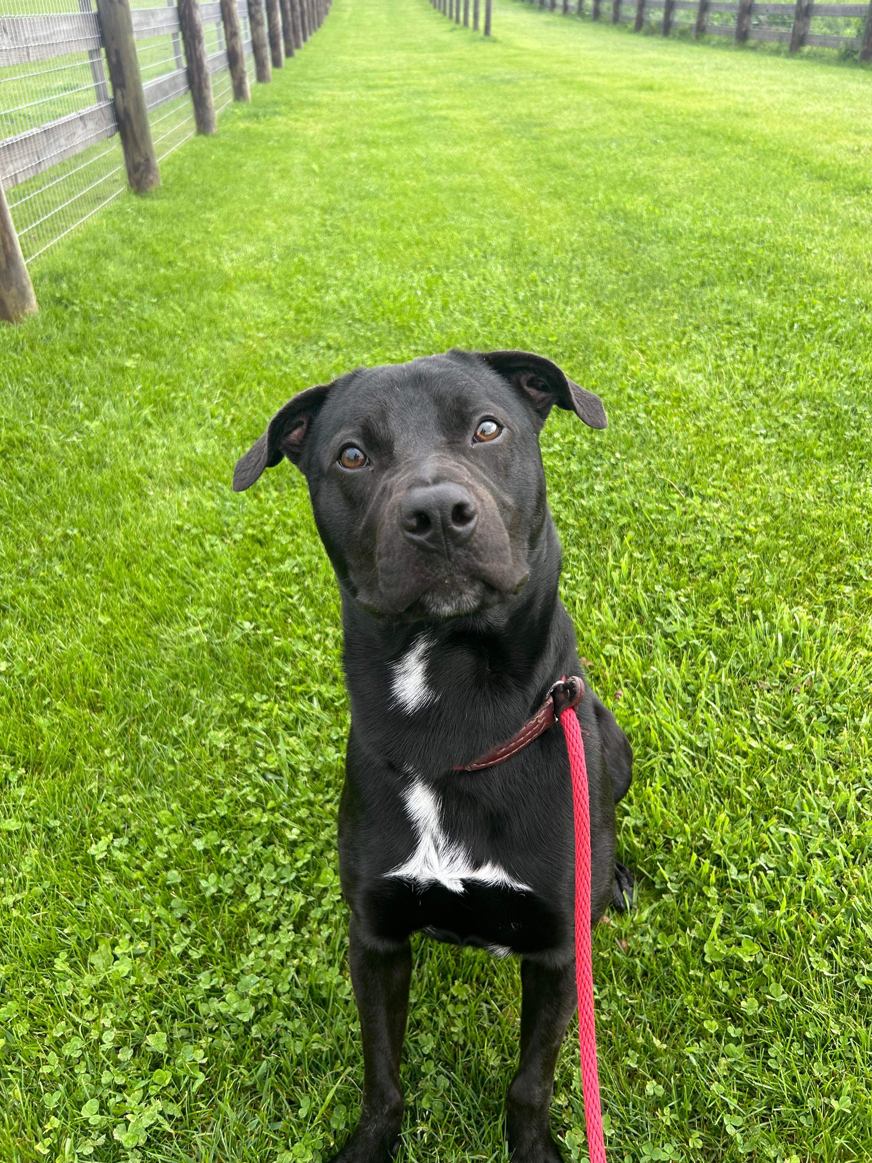 Enlarge Brad, a Adoptable mixed breed in Mechanicsburg, PA image 3/5