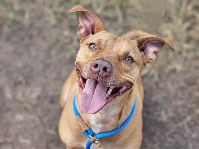 Enlarge GUNNAR, a Adoptable Pit Bull Terrier in San Jose, CA image 1/1