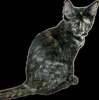 Enlarge Puddie, a Adoptable Domestic Short Hair in Mobile, AL image 1/2