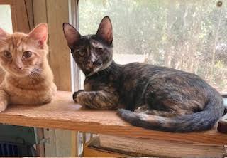 Enlarge Puddie, a Adoptable Domestic Short Hair in Mobile, AL image 2/2