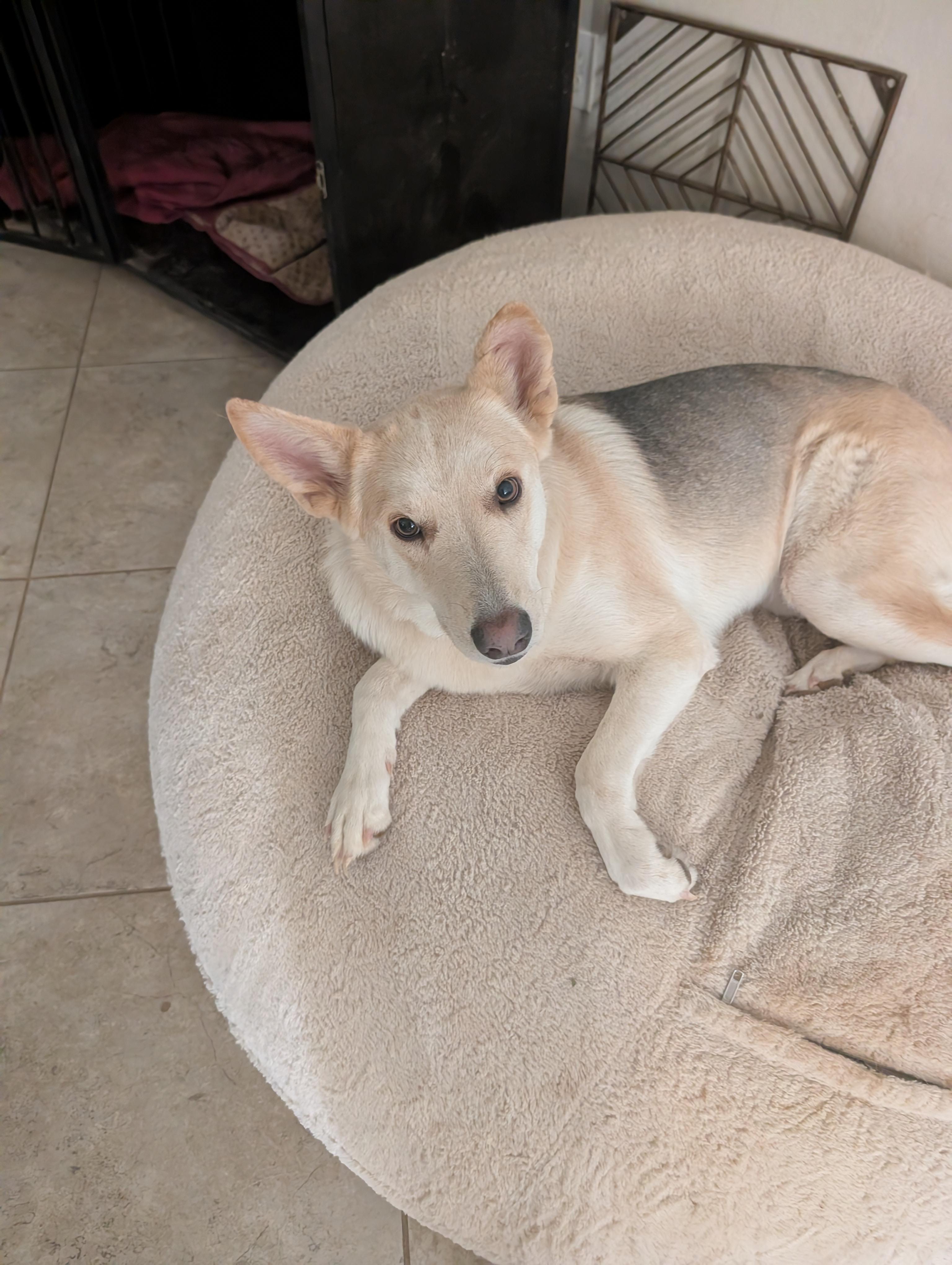 Enlarge Foxi, a ADOPTABLE mixed breed in Yarnell, AZ image 3/4