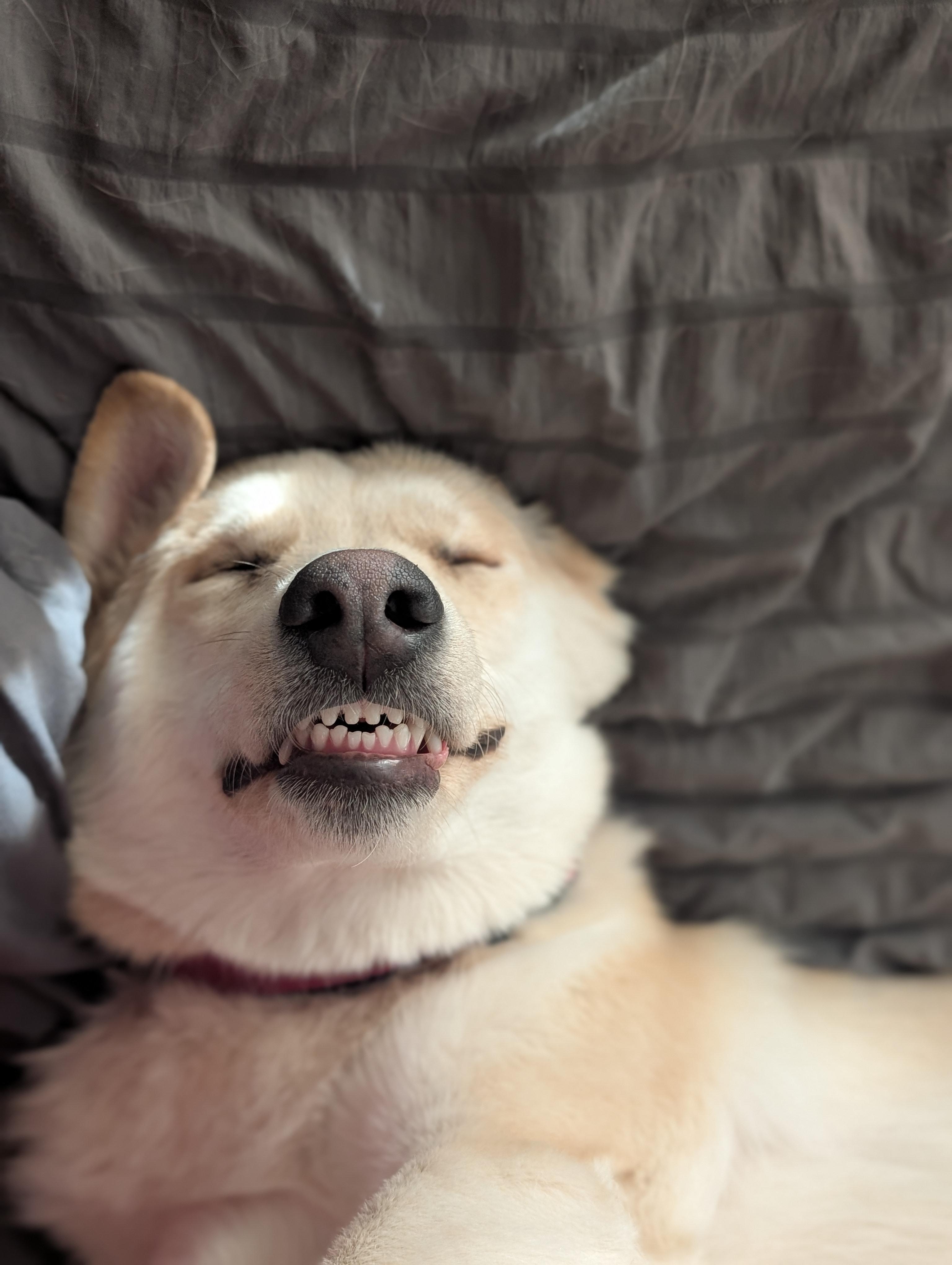 Foxi, ADOPTABLE, Young Female Husky.