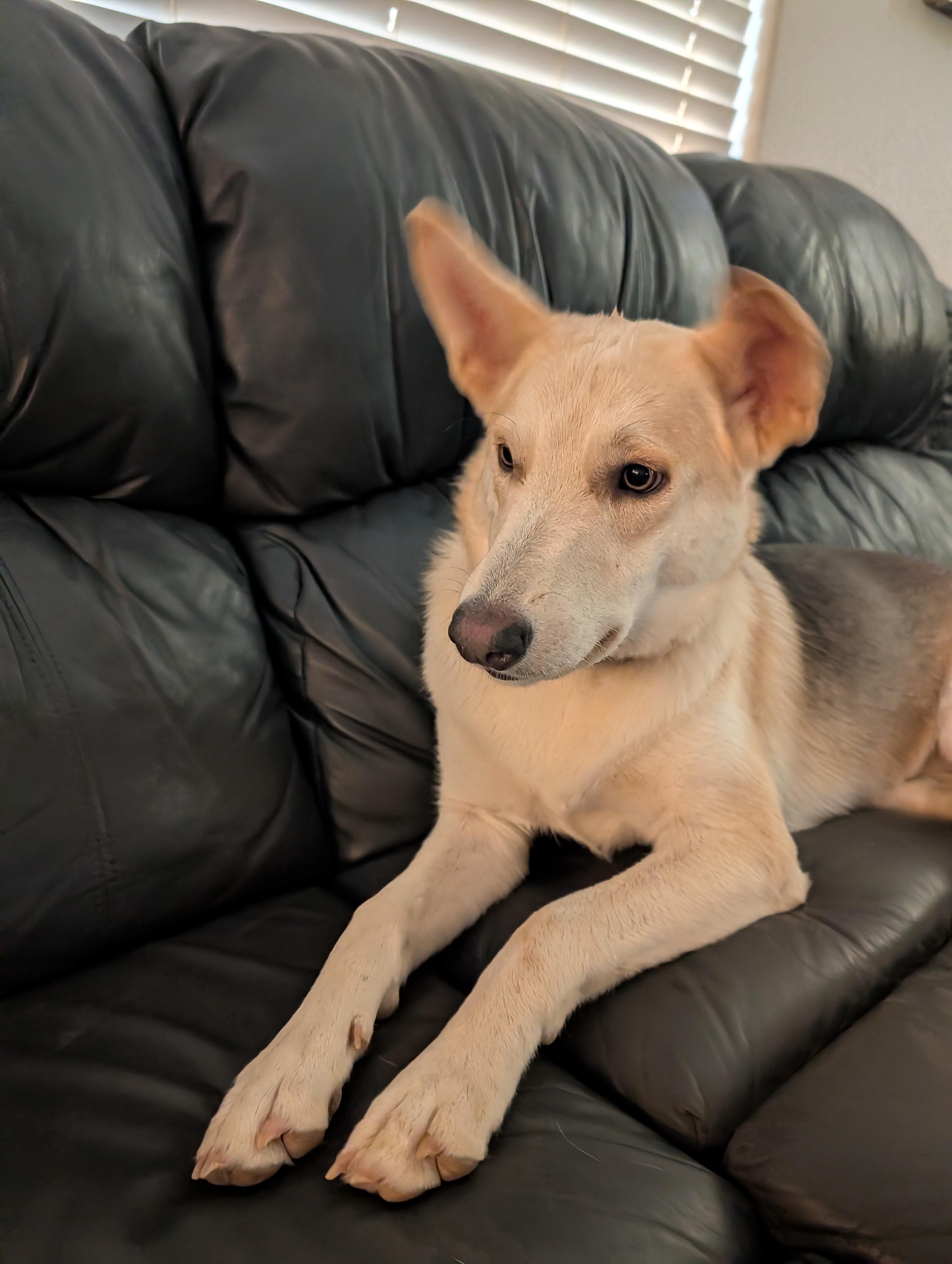 Enlarge Foxi, a ADOPTABLE mixed breed in Yarnell, AZ image 4/4