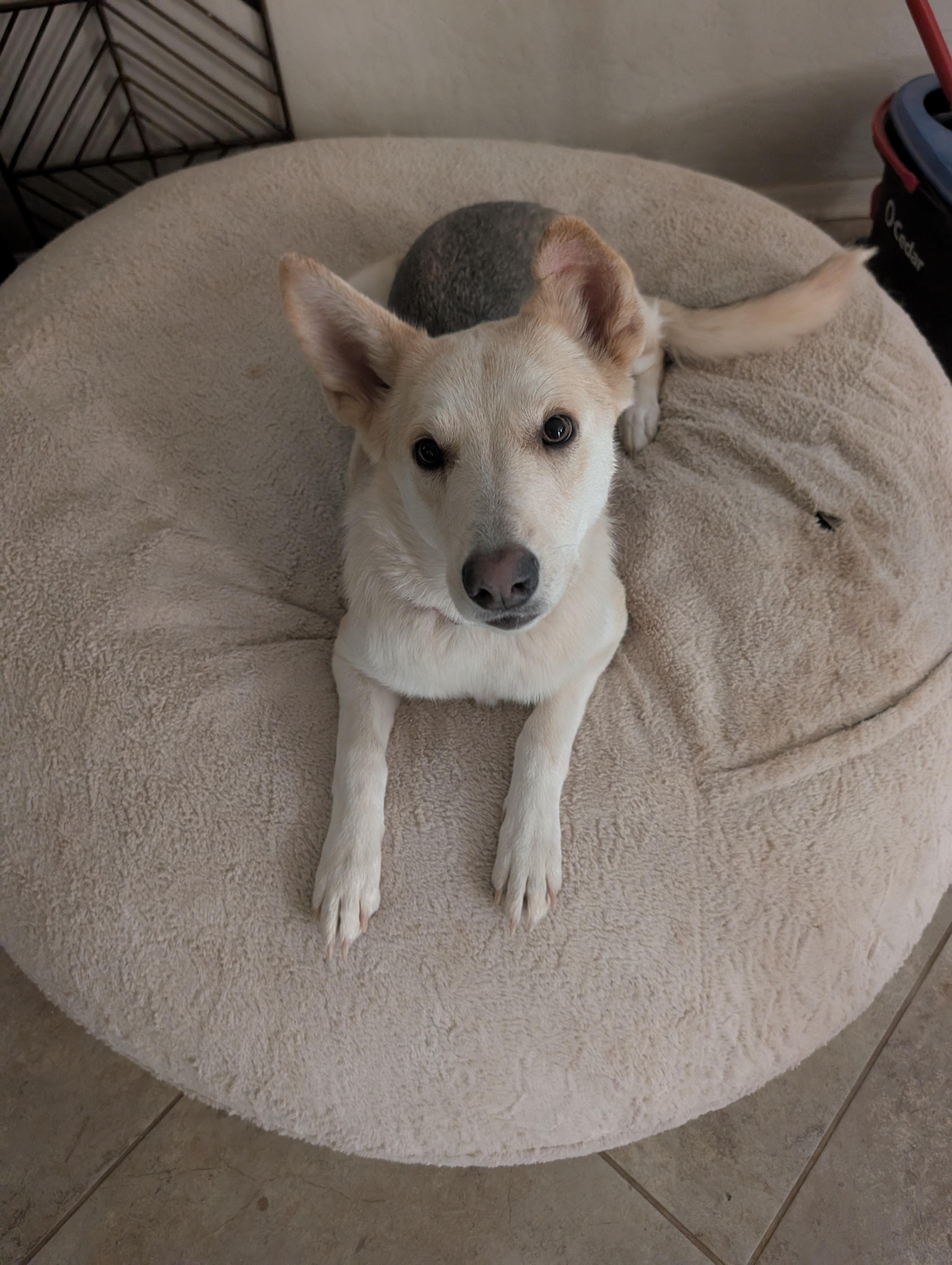 Enlarge Foxi, a ADOPTABLE mixed breed in Yarnell, AZ image 2/4