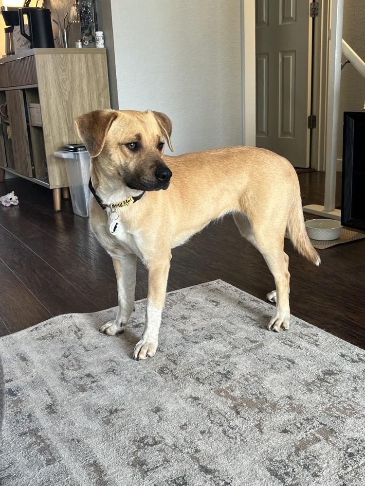 Enlarge Brandy, a Adoptable mixed breed in Denver, CO image 1/6