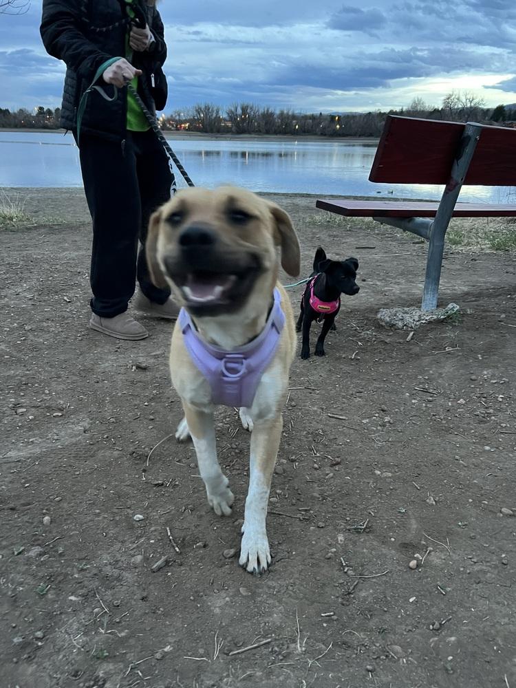 Enlarge Brandy, a Adoptable mixed breed in Denver, CO image 2/6
