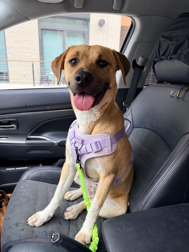 Enlarge Brandy, a Adoptable mixed breed in Denver, CO image 3/6