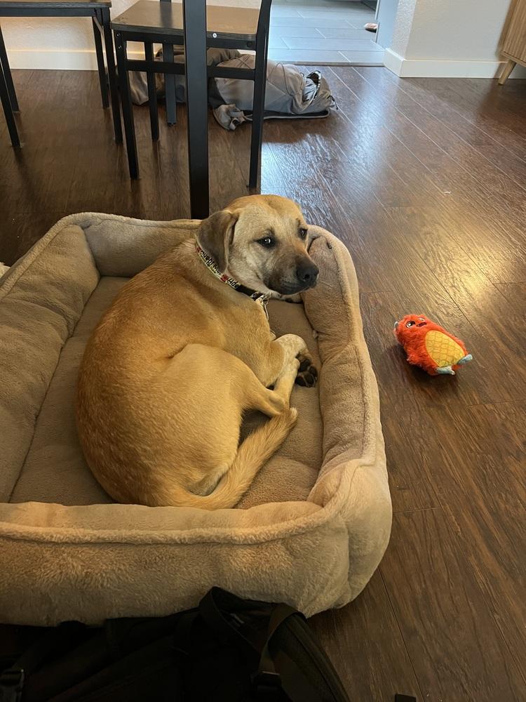 Enlarge Brandy, a Adoptable mixed breed in Denver, CO image 4/6