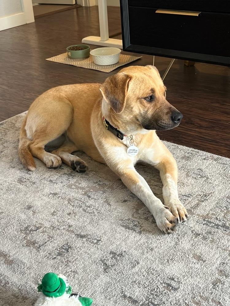 Enlarge Brandy, a Adoptable mixed breed in Denver, CO image 5/6