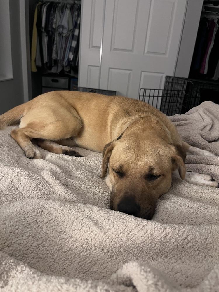 Enlarge Brandy, a Adoptable mixed breed in Denver, CO image 6/6