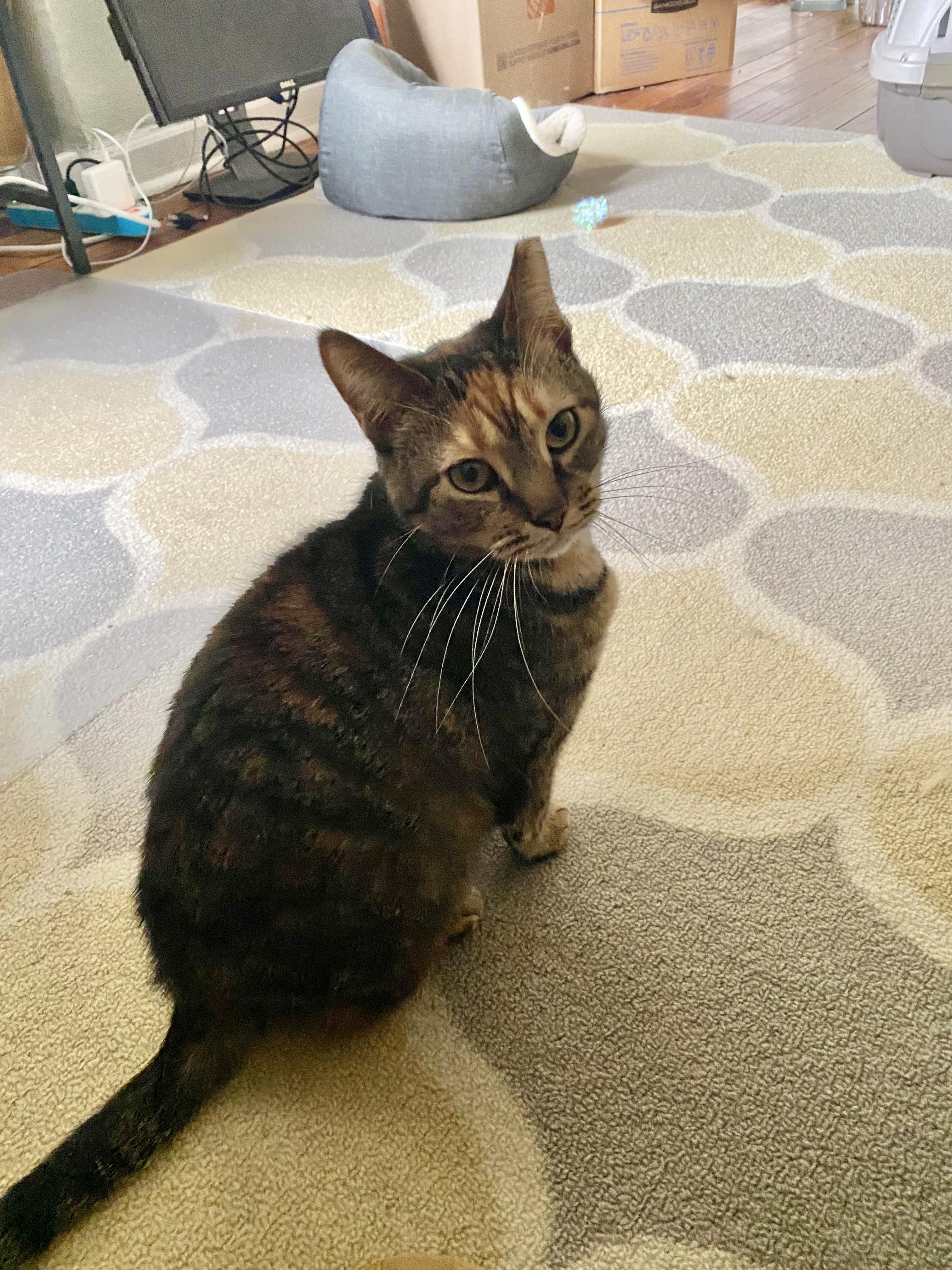 Enlarge Clarice, an adoptable Domestic Short Hair in Baltimore, MD image 2/5