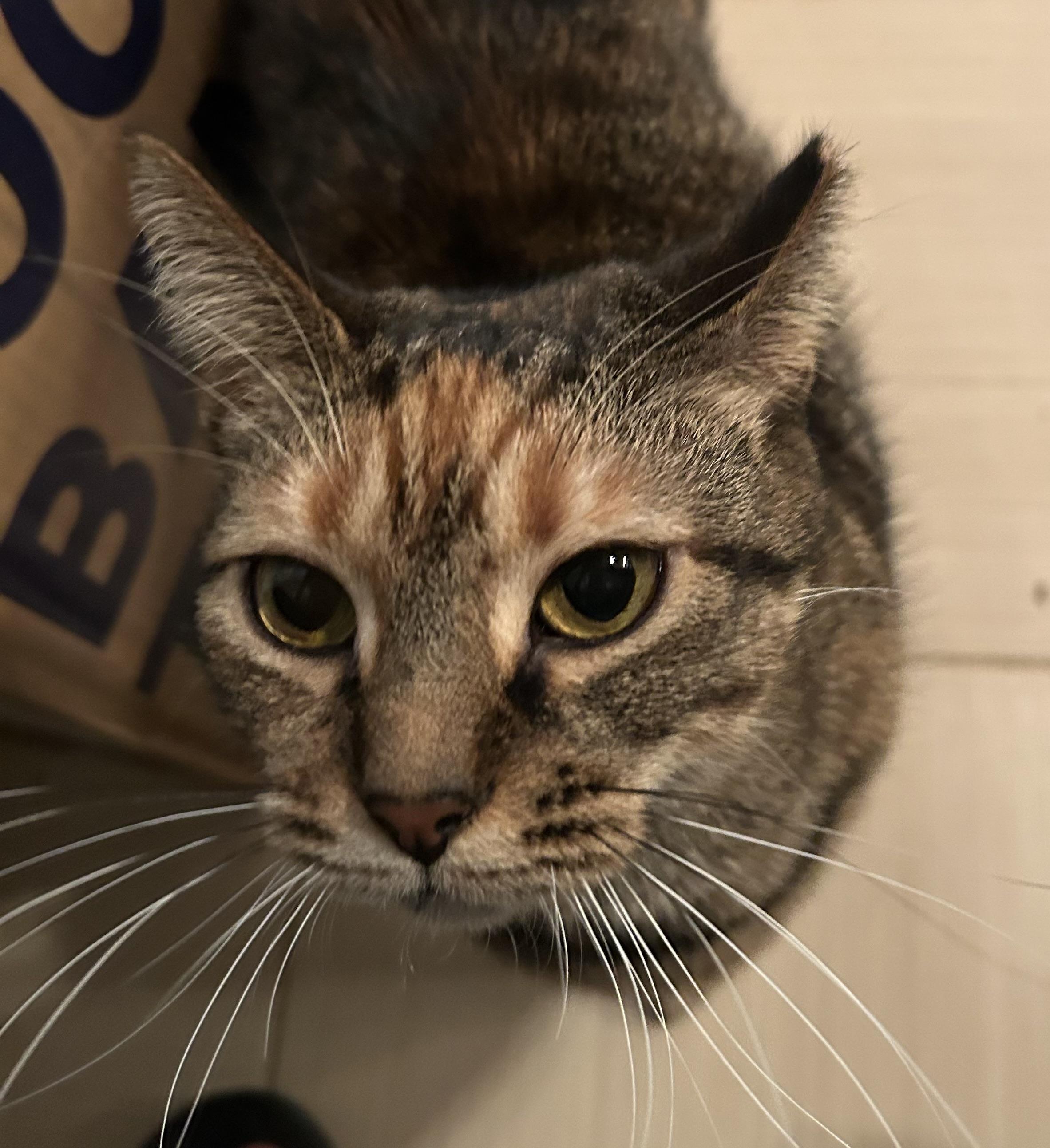 Enlarge Clarice, an adoptable Domestic Short Hair in Baltimore, MD image 5/5