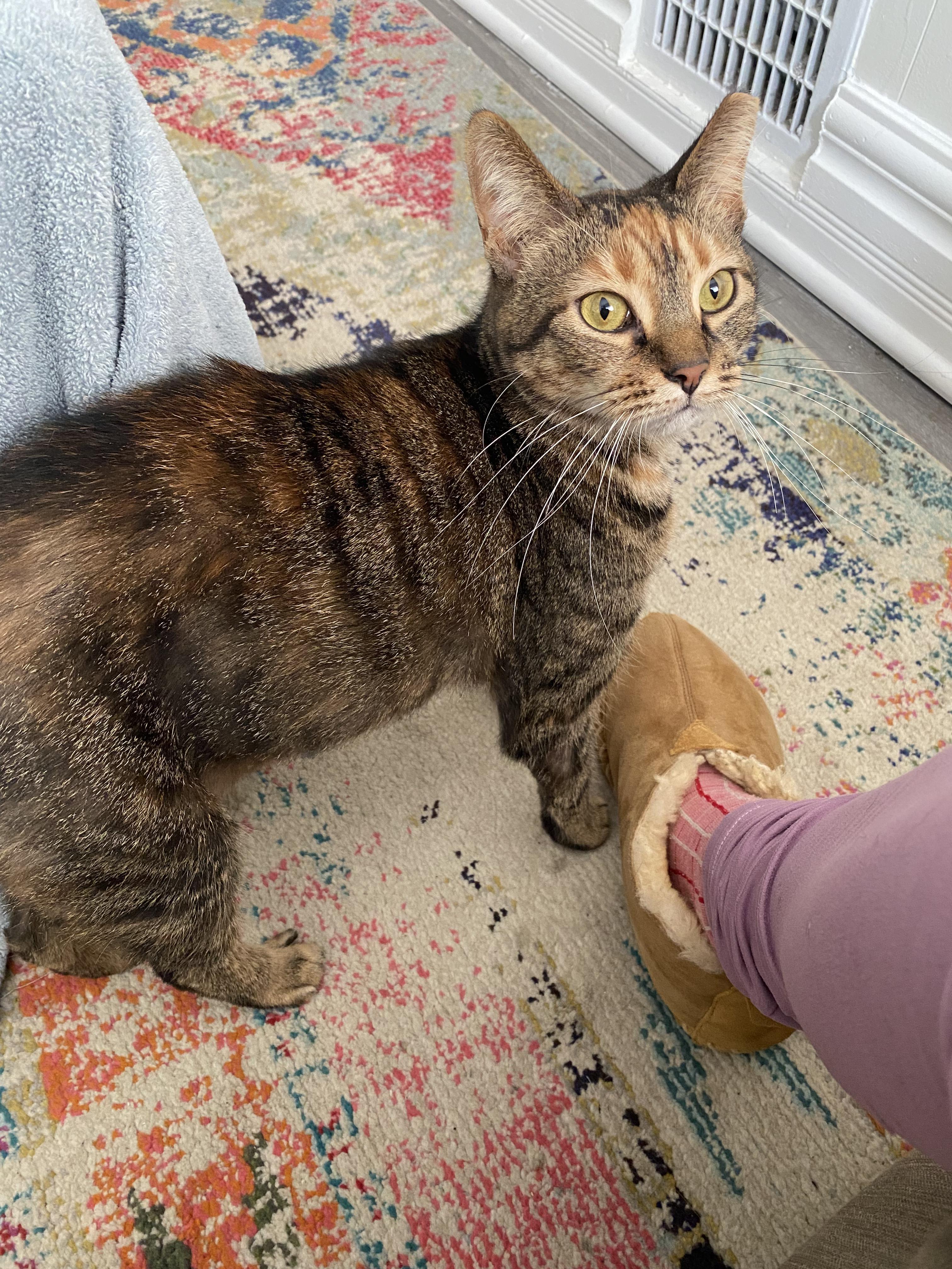 Enlarge Clarice, an adoptable Domestic Short Hair in Baltimore, MD image 4/5