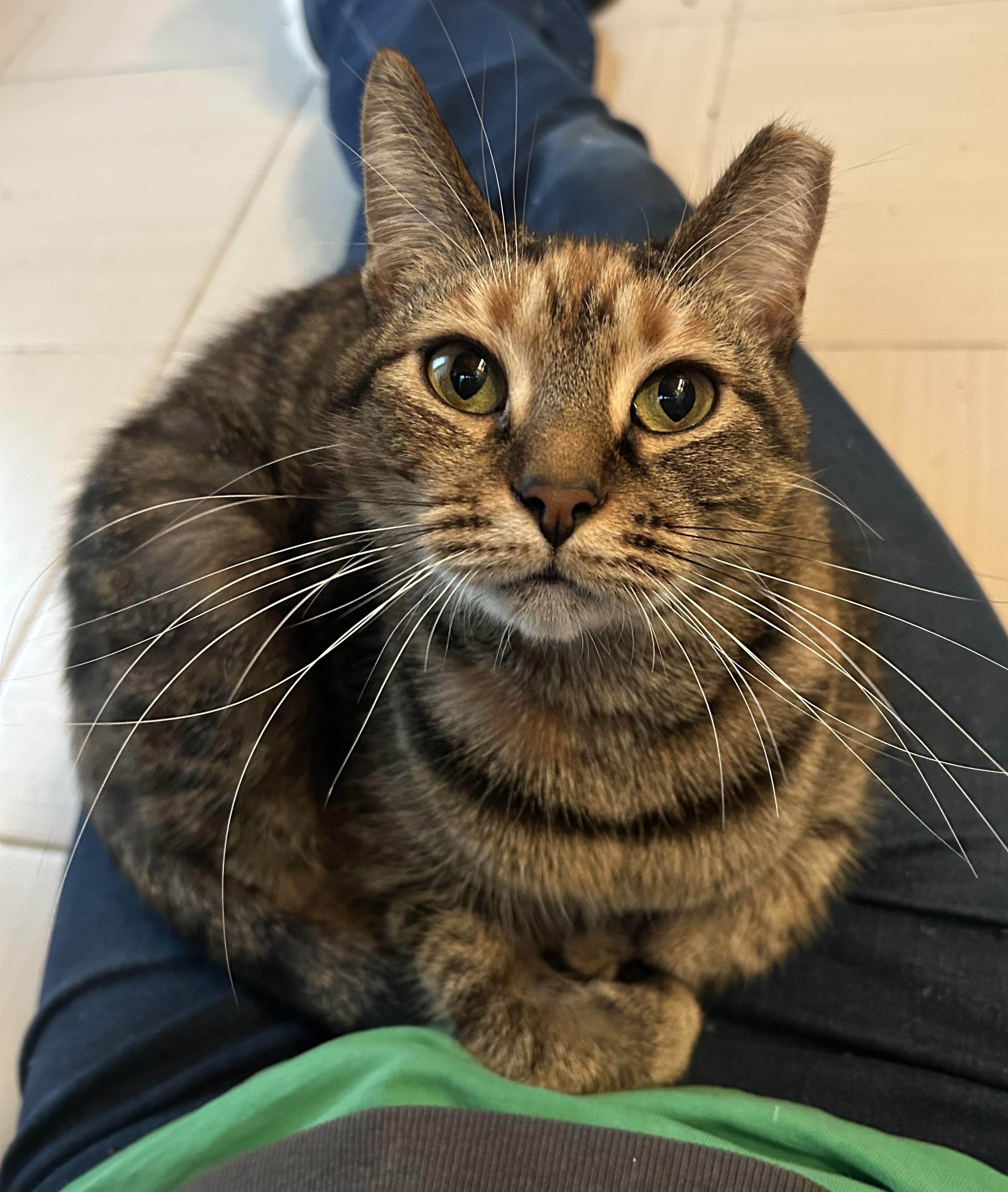 Enlarge Clarice, an adoptable Domestic Short Hair in Baltimore, MD image 3/5