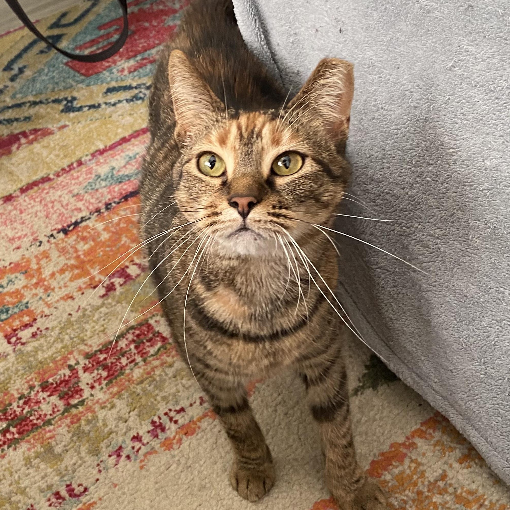 Enlarge Clarice, an adoptable Domestic Short Hair in Baltimore, MD image 1/5