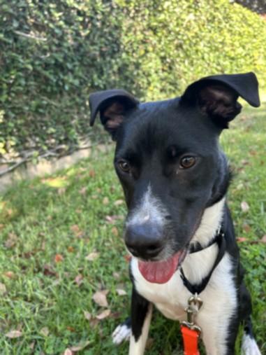 EGOR, Adoptable, Young Male American Staffordshire Terrier & Australian Shepherd.