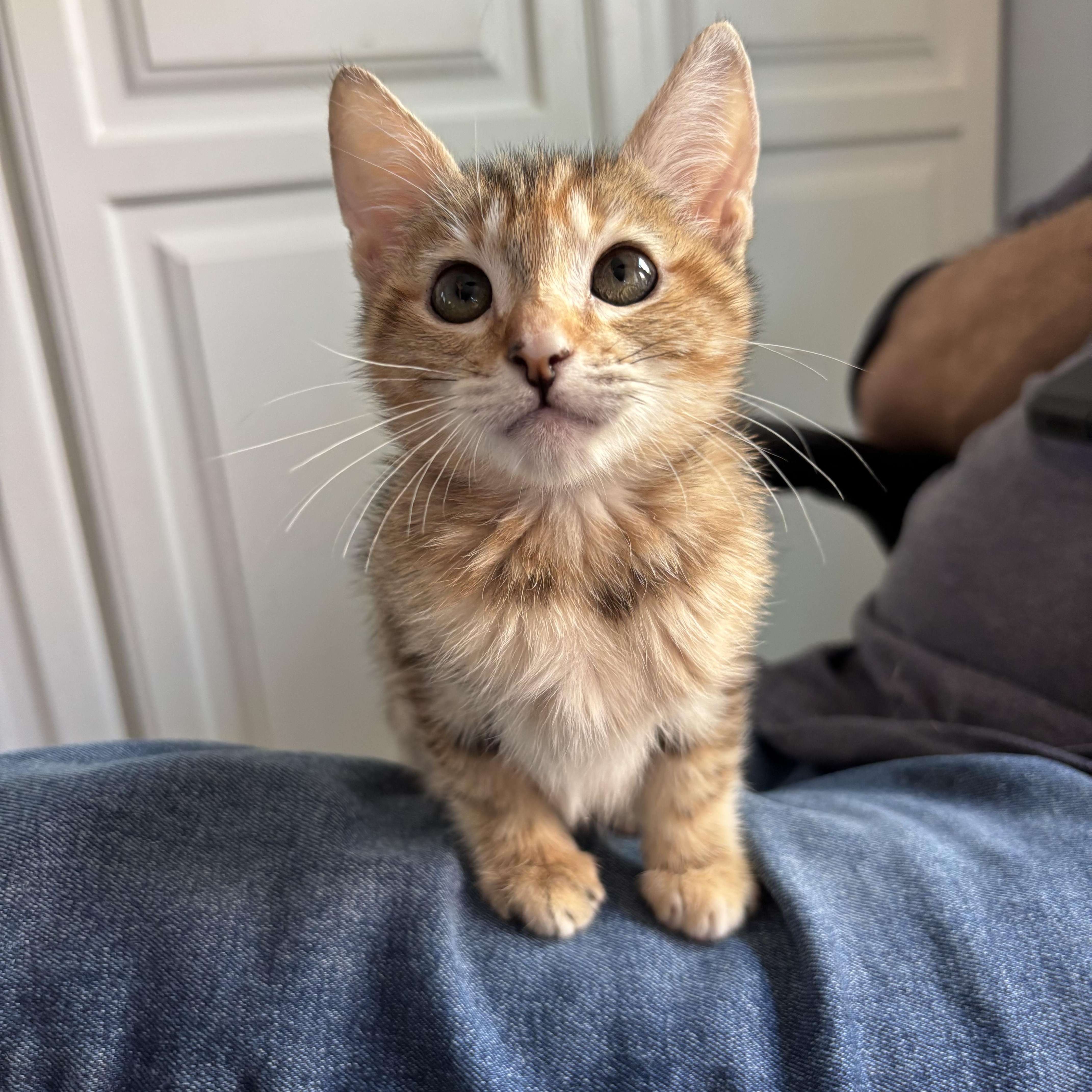Cinnamon