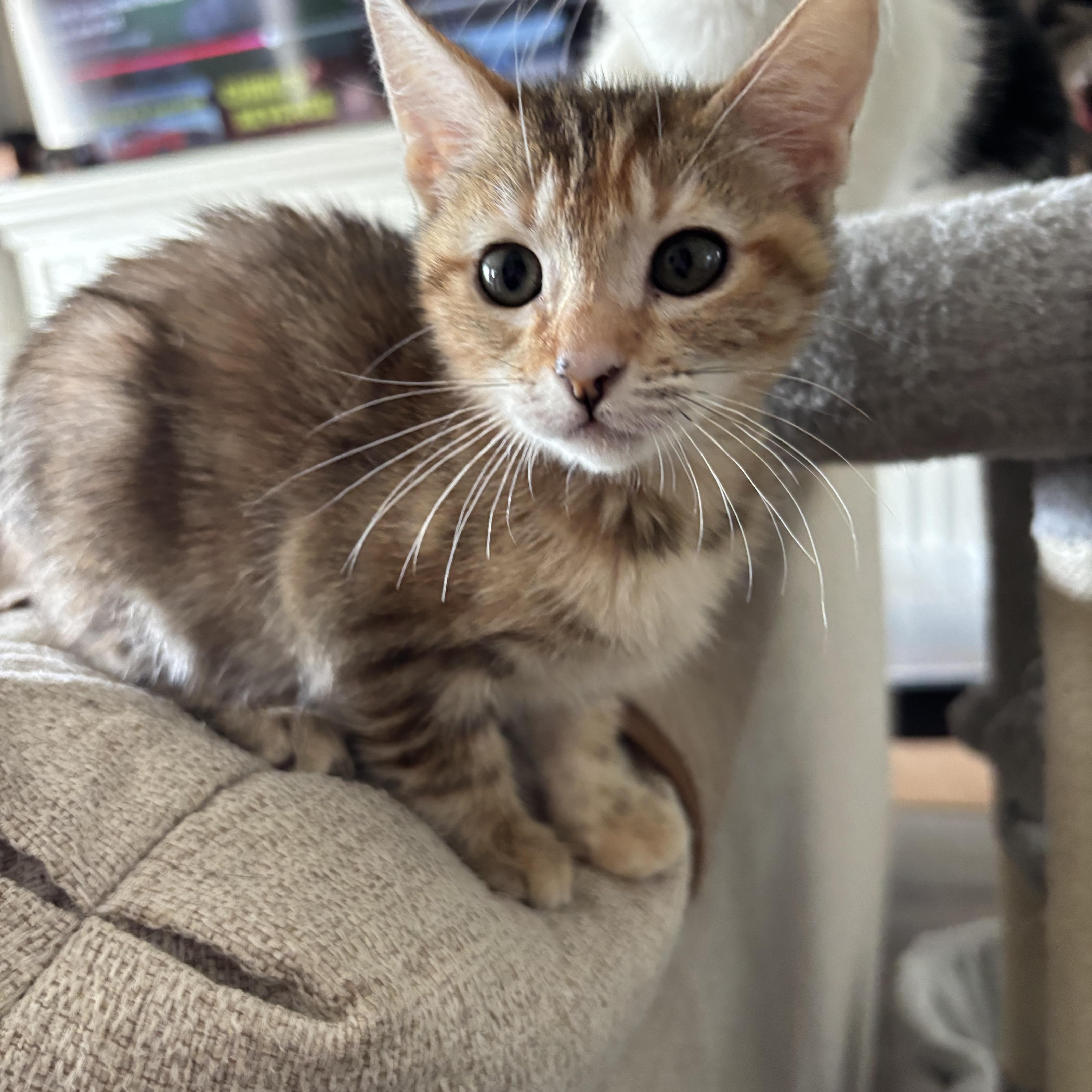 Cinnamon
