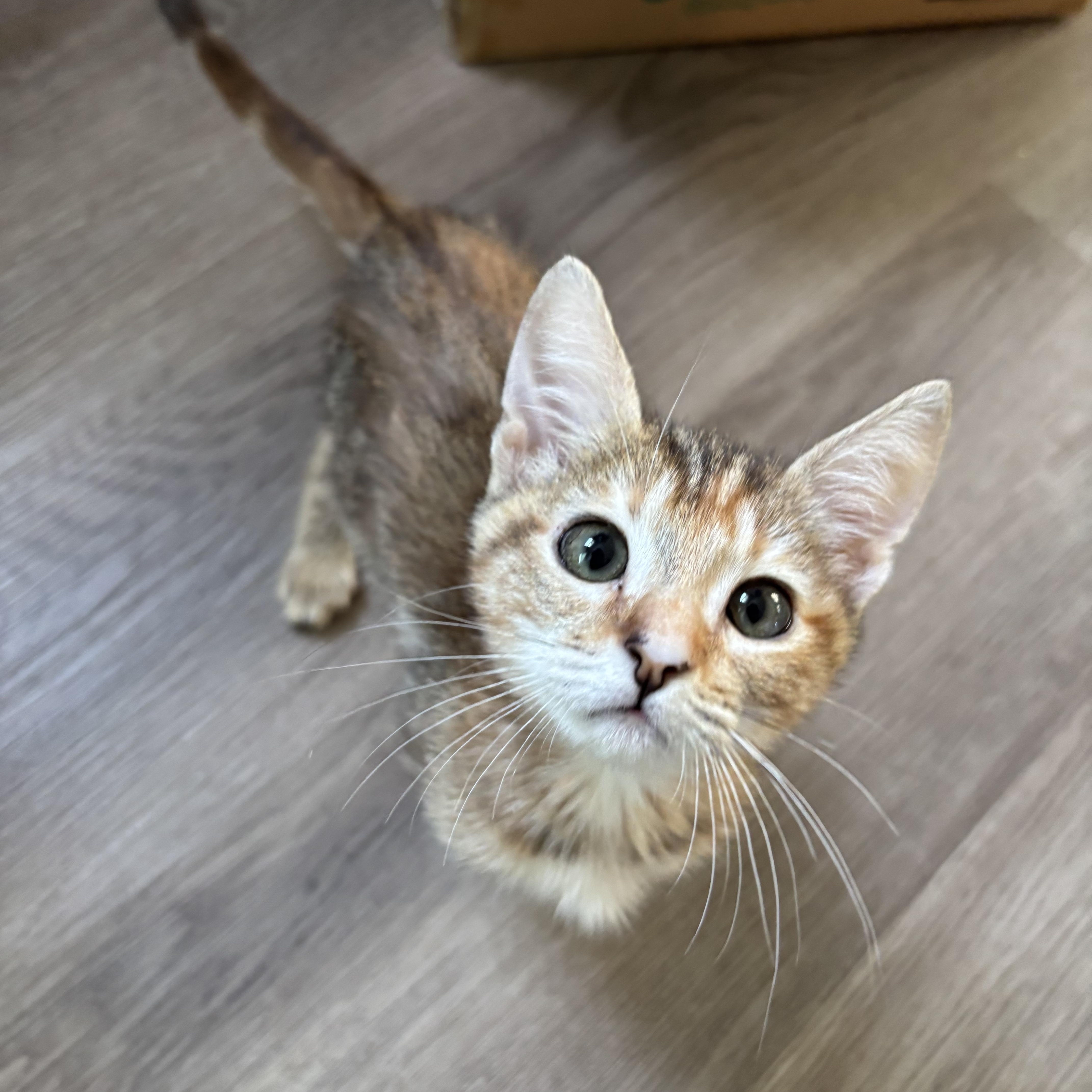 Cinnamon