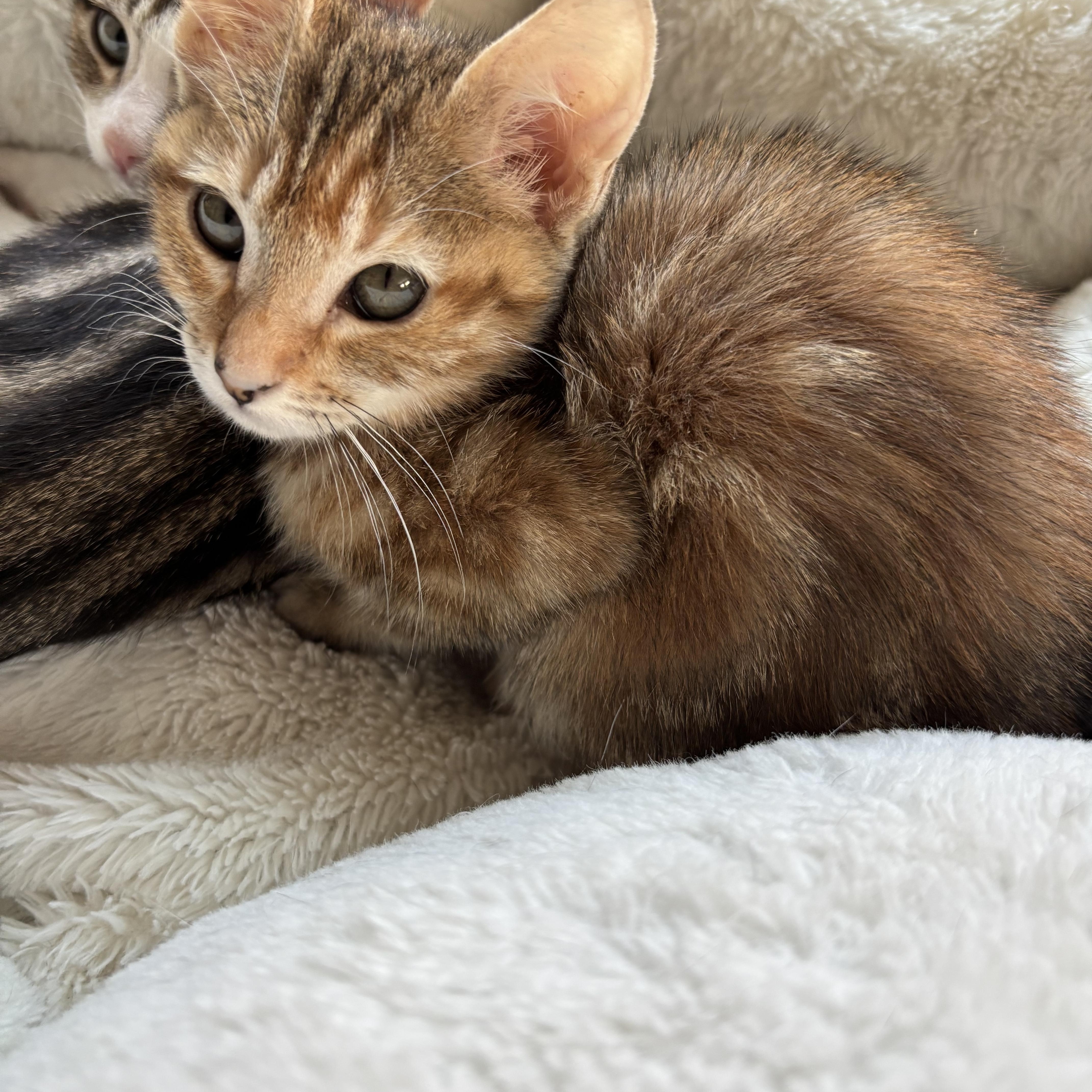 Cinnamon
