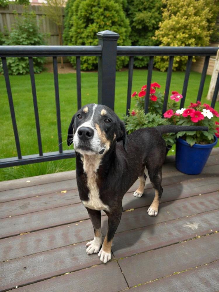 Fergus, adopted, Senior Male Mixed Breed.