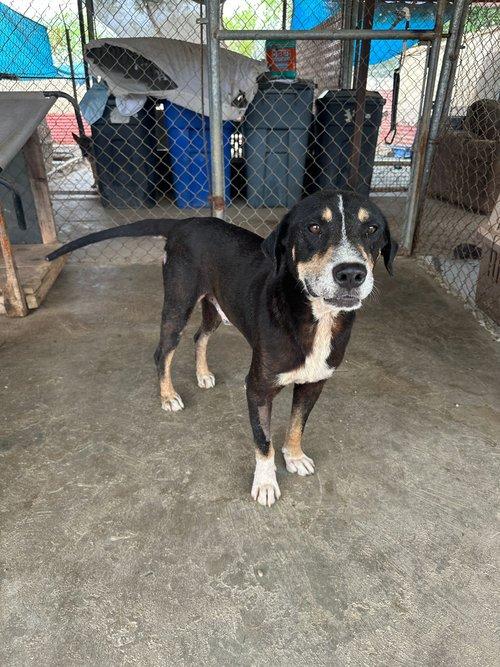 Enlarge Fergus, an adopted Mixed Breed in Toronto, ON image 4/6
