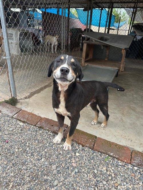 Enlarge Fergus, an adopted Mixed Breed in Toronto, ON image 6/6