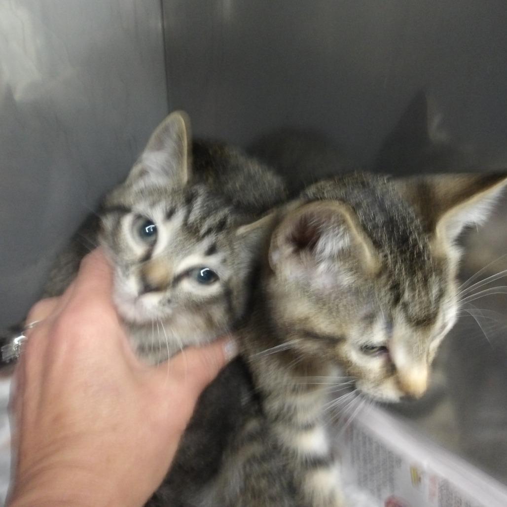 Mario(Wakonda Kit 3), Adoptable, Kitten Male Domestic Short Hair.