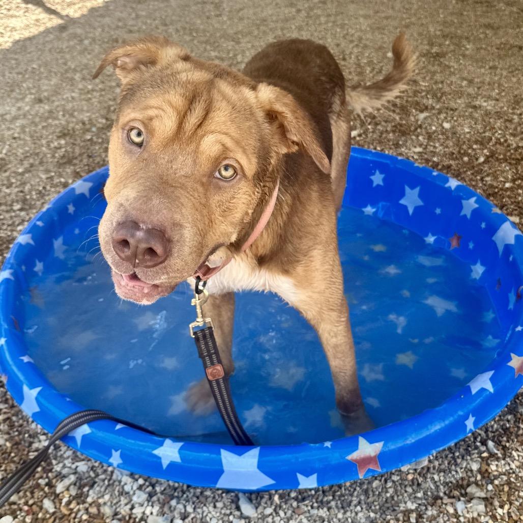Enlarge Tantor K18, a Adoptable mixed breed in Union, MO image 1/5