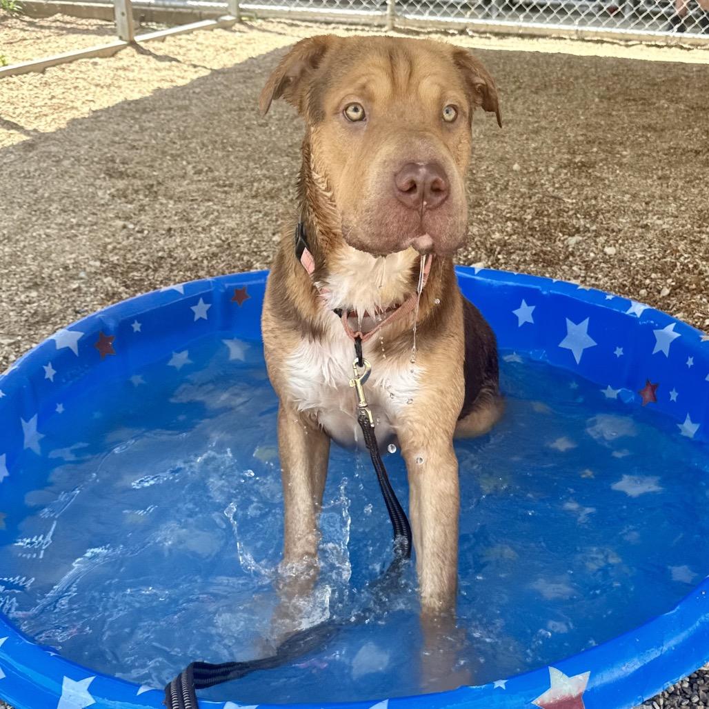 Enlarge Tantor K18, a Adoptable mixed breed in Union, MO image 2/5