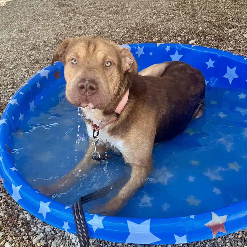 Enlarge Tantor K18, a Adoptable mixed breed in Union, MO image 3/5