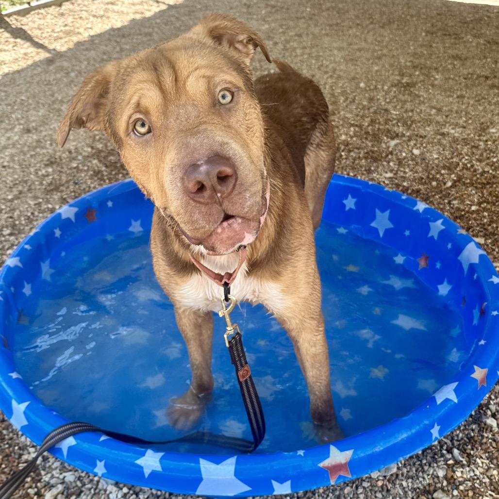 Enlarge Tantor K18, a Adoptable mixed breed in Union, MO image 4/5